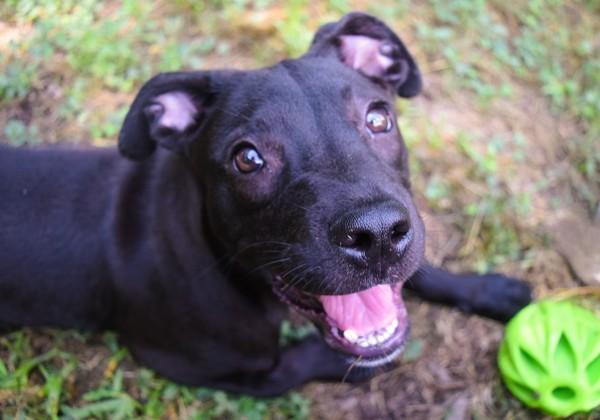 Enlarge Robin, a Adoptable mixed breed in Mobile, AL image 2/6