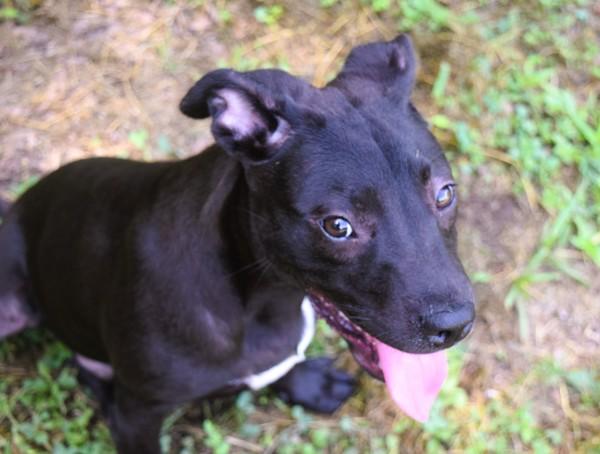 Enlarge Robin, a Adoptable mixed breed in Mobile, AL image 3/6