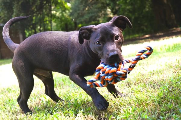 Enlarge Robin, a Adoptable mixed breed in Mobile, AL image 4/6