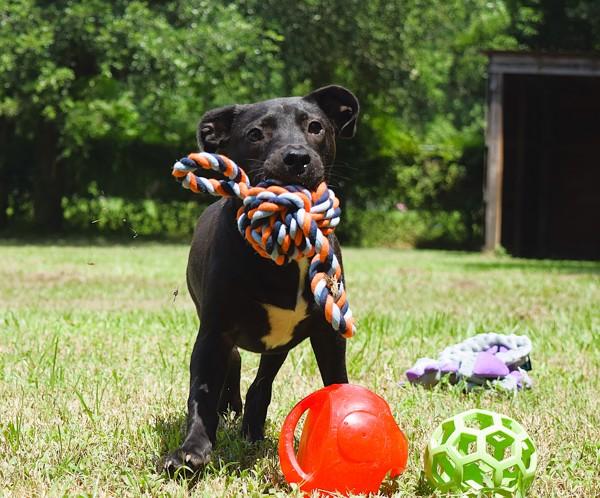 Enlarge Robin, a Adoptable mixed breed in Mobile, AL image 6/6