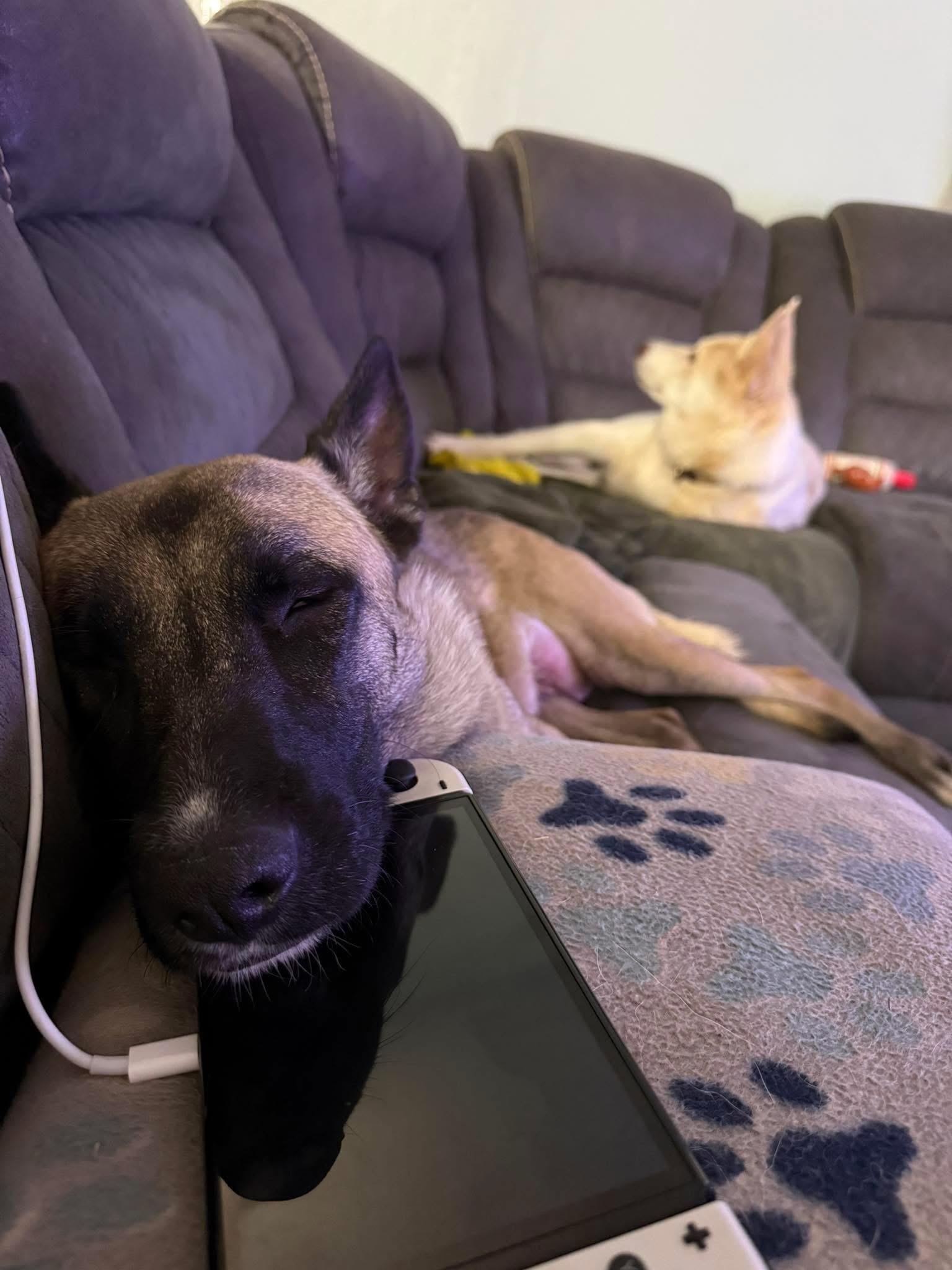 Enlarge Coconut, an adopted mixed breed in La Center, WA image 4/6