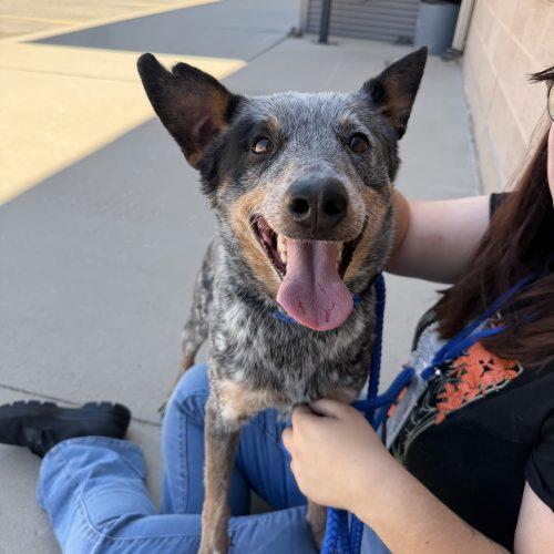 Azul, Adoptable, Young Male Australian Cattle Dog / Blue Heeler & Mixed Breed.