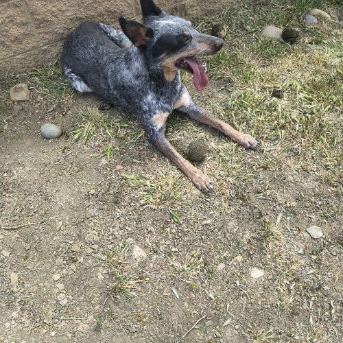 Azul, a Adoptable mixed breed in Grand Junction, CO image 2/5