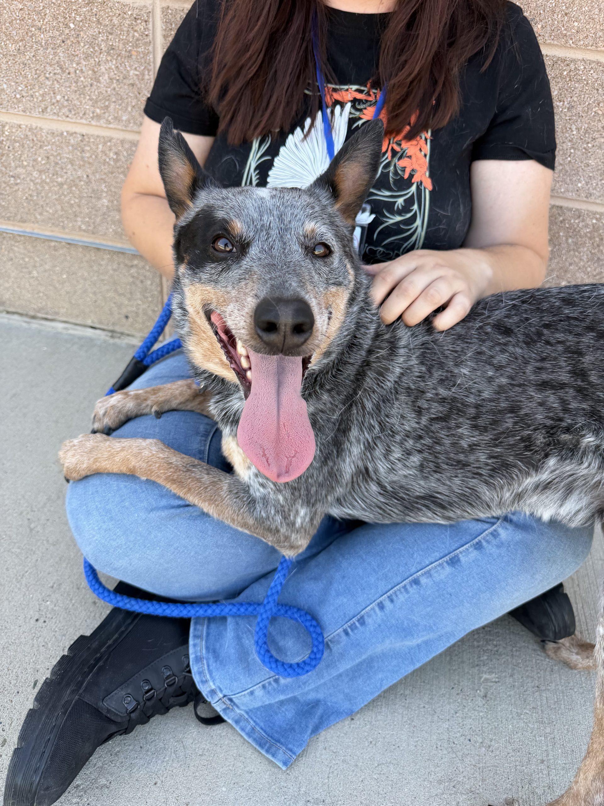 Azul, a Adoptable mixed breed in Grand Junction, CO image 3/5