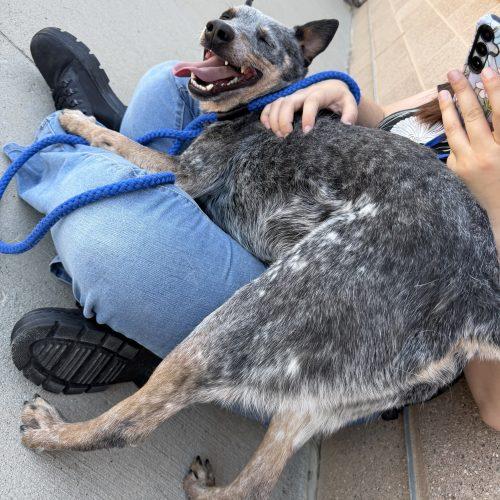 Azul, a Adoptable mixed breed in Grand Junction, CO image 4/5
