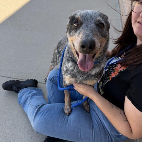 Azul, a Adoptable mixed breed in Grand Junction, CO image 5/5