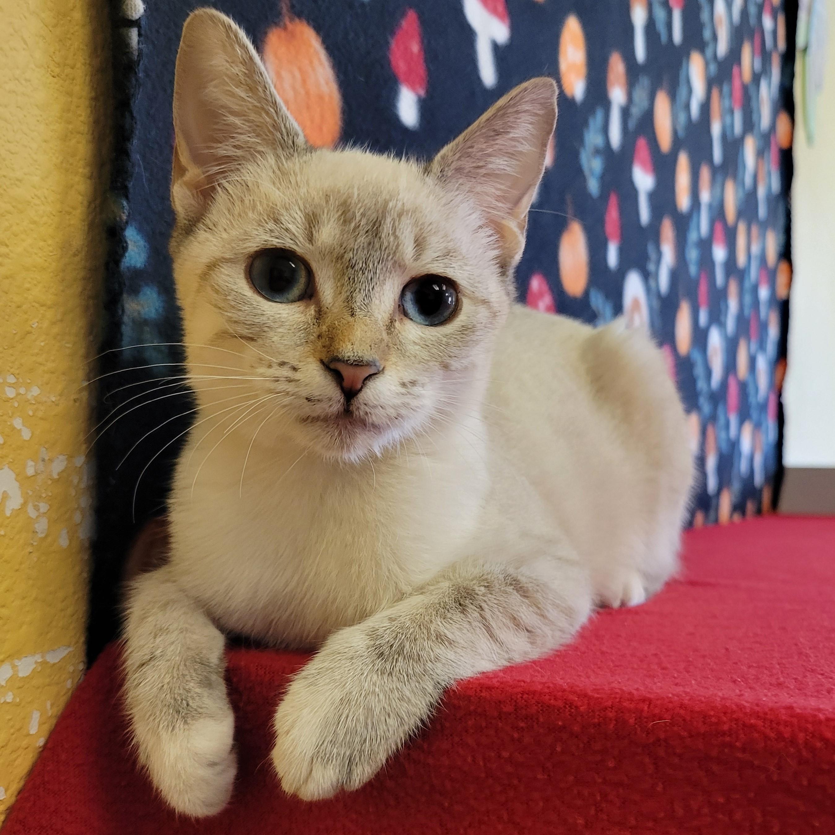 Enlarge Jewel, a Adoptable mixed breed in ALPINE, TX image 5/6