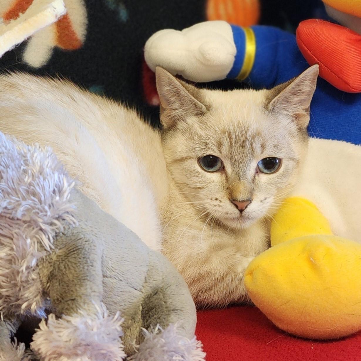 Enlarge Jewel, a Adoptable mixed breed in ALPINE, TX image 4/6