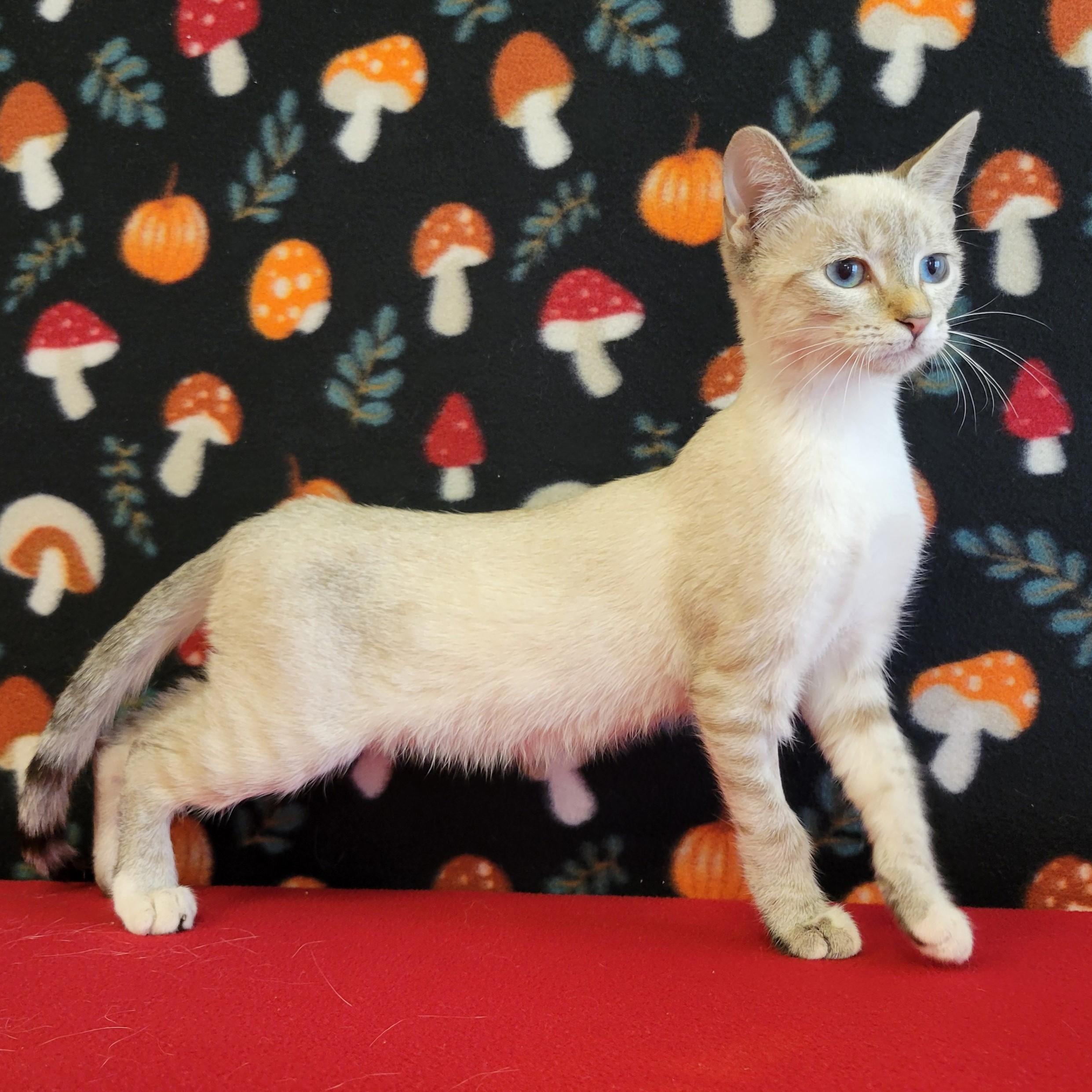 Enlarge Jewel, a Adoptable mixed breed in ALPINE, TX image 6/6