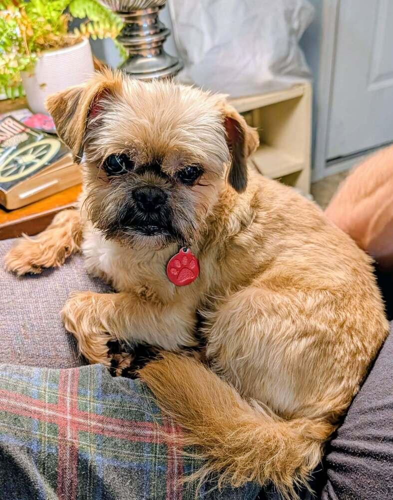 Mr. Man, Adoptable, Senior Male Brussels Griffon.
