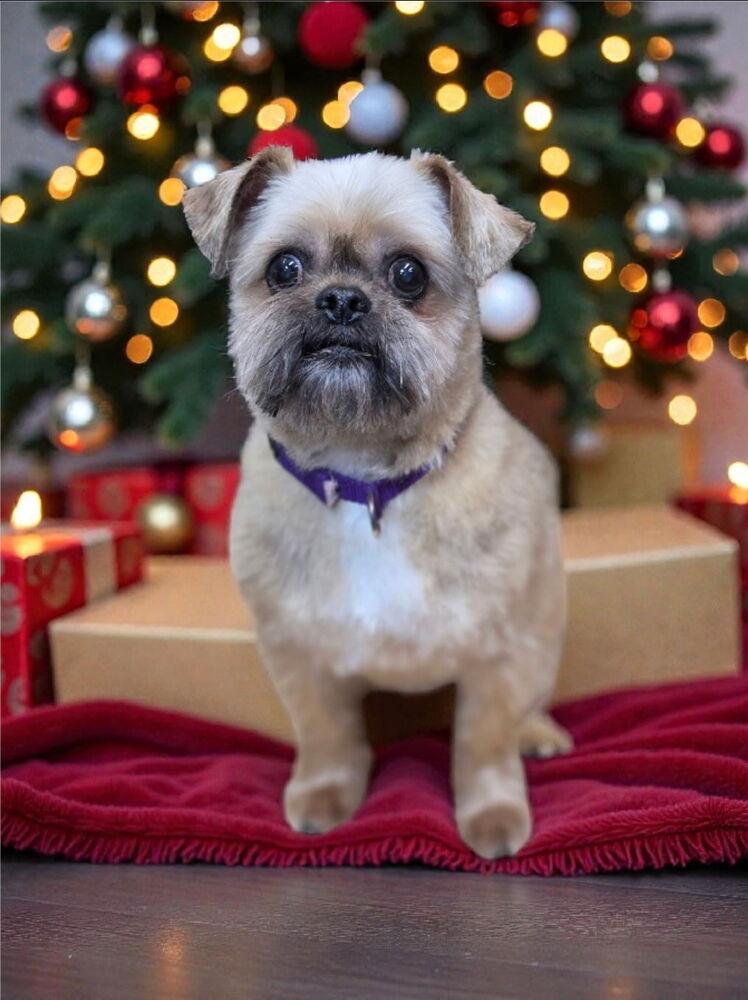 Enlarge Mr. Man, a Adoptable mixed breed in Bellingham, WA image 2/2