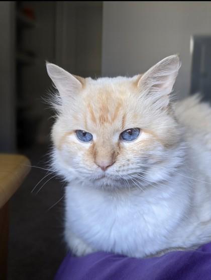 Enlarge Cashew, a Adoptable mixed breed in Sanford, FL image 1/1