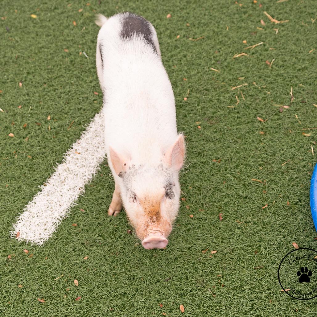 Enlarge Winston, a Adoptable Vietnamese Pot Bellied in Abilene, TX image 1/6