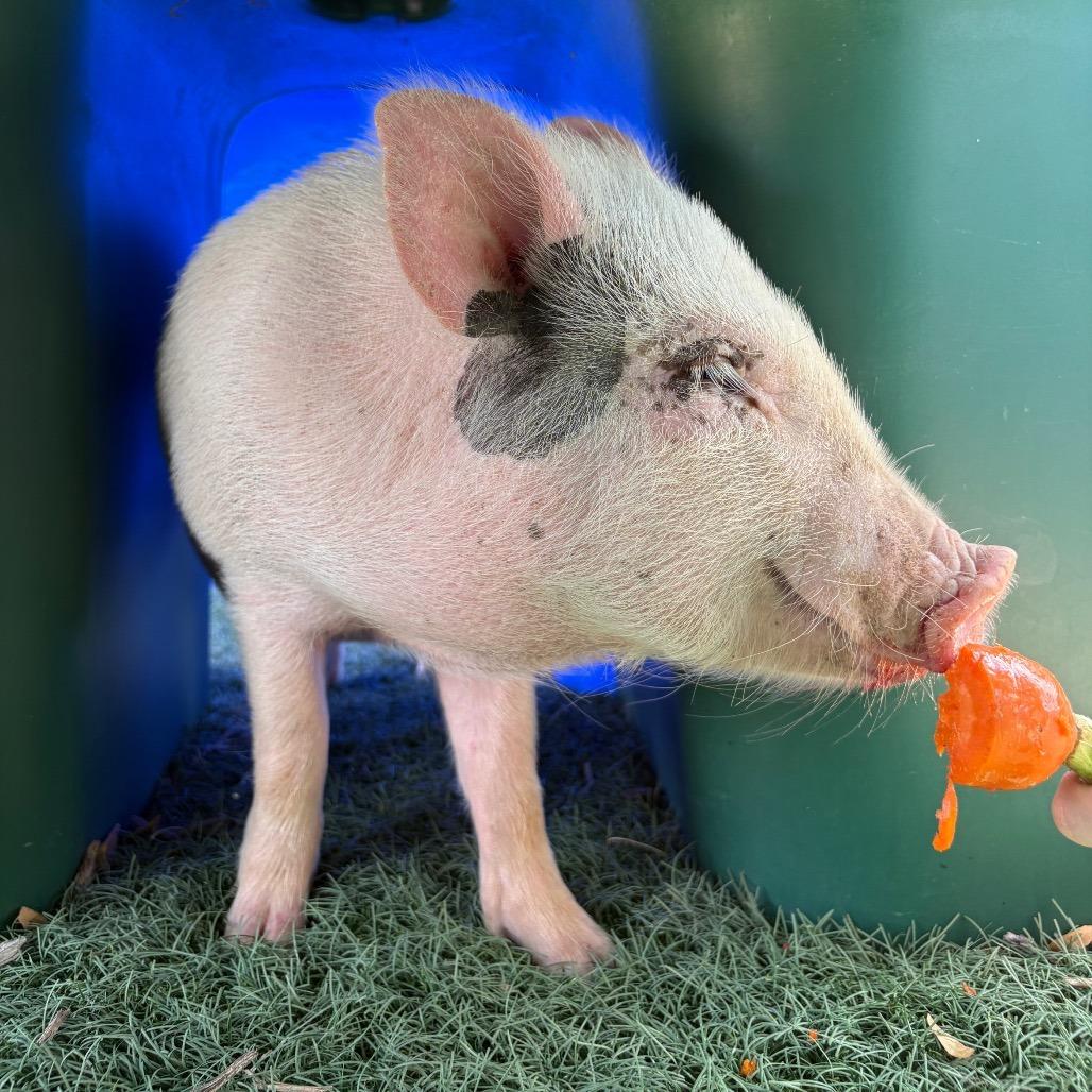 Enlarge Winston, a Adoptable Vietnamese Pot Bellied in Abilene, TX image 2/6