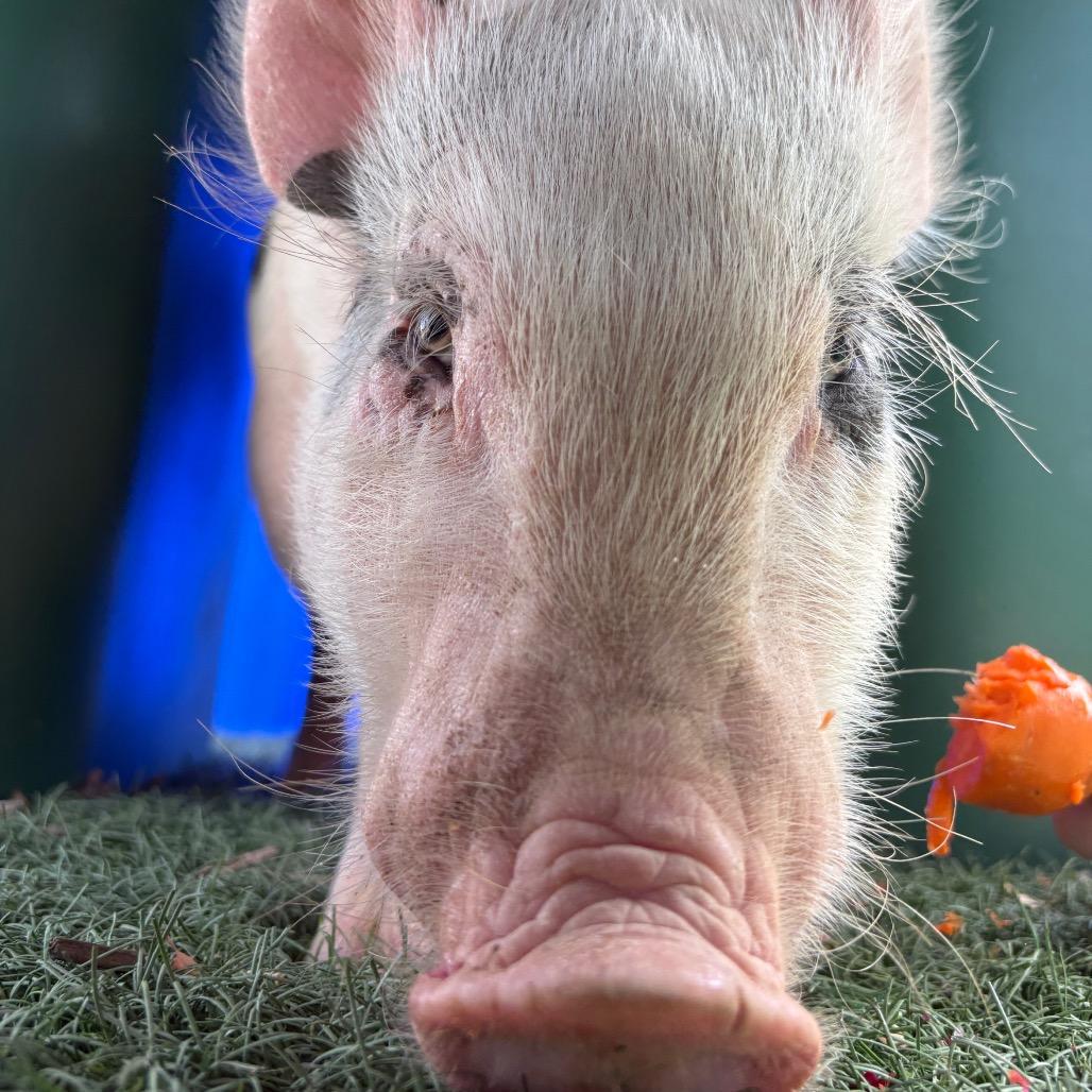 Enlarge Winston, a Adoptable Vietnamese Pot Bellied in Abilene, TX image 3/6