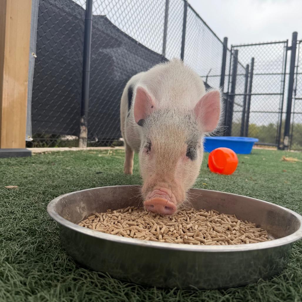 Enlarge Winston, a Adoptable Vietnamese Pot Bellied in Abilene, TX image 4/6