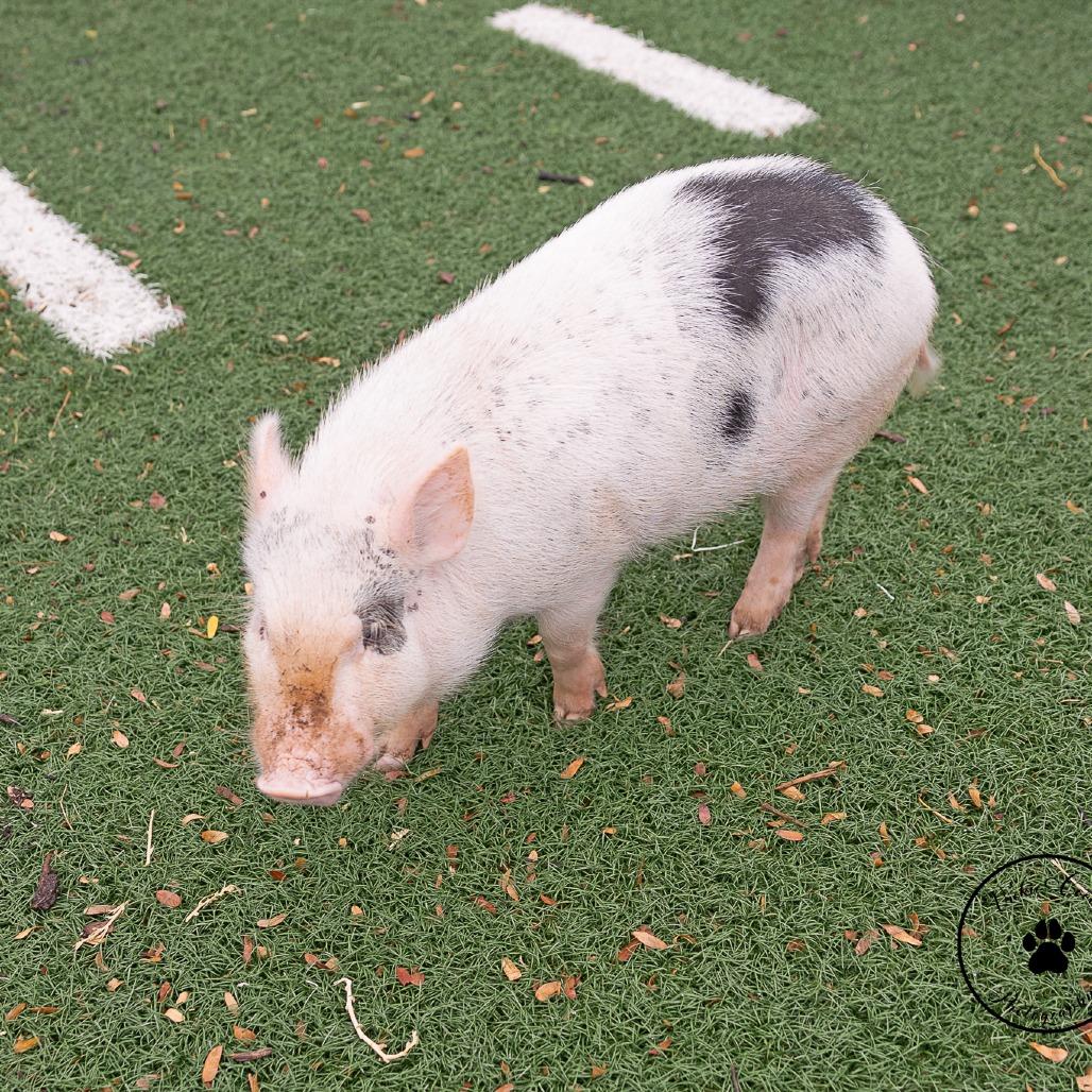 Enlarge Winston, a Adoptable Vietnamese Pot Bellied in Abilene, TX image 5/6