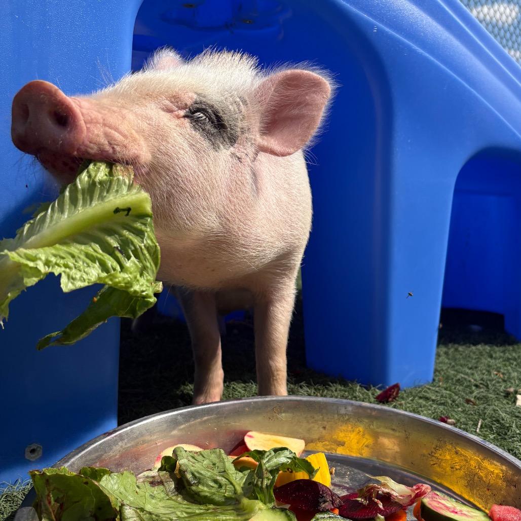Enlarge Winston, a Adoptable Vietnamese Pot Bellied in Abilene, TX image 6/6