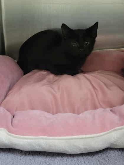 Bridget Bishop, Adoptable, Kitten Female Domestic Short Hair & Domestic Short Hair.