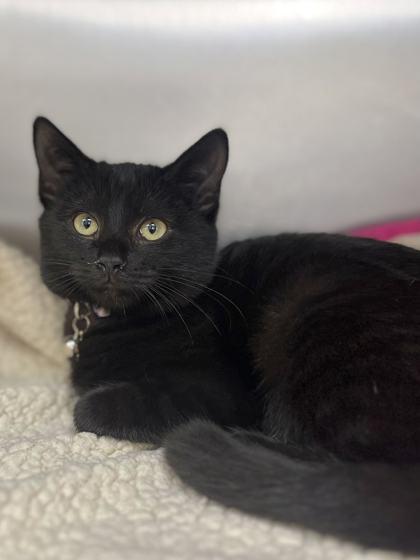 Enlarge Bridget Bishop, a Adoptable Domestic Short Hair in Memphis, TN image 2/2