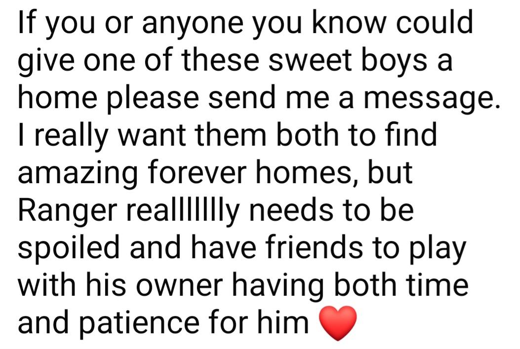 Enlarge Rocky, a Adoptable mixed breed in Fordland, MO image 2/2