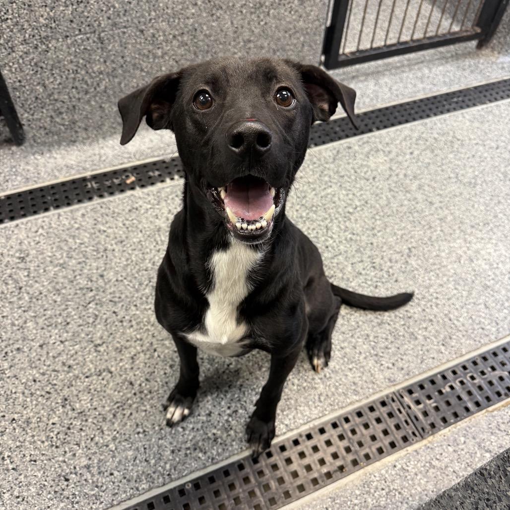 Zorro, ADOPTABLE, Young Male Black Labrador Retriever.