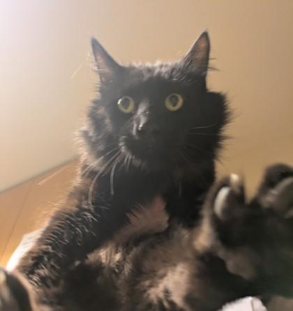 Nightingale, adopted, Adult Male Domestic Medium Hair.
