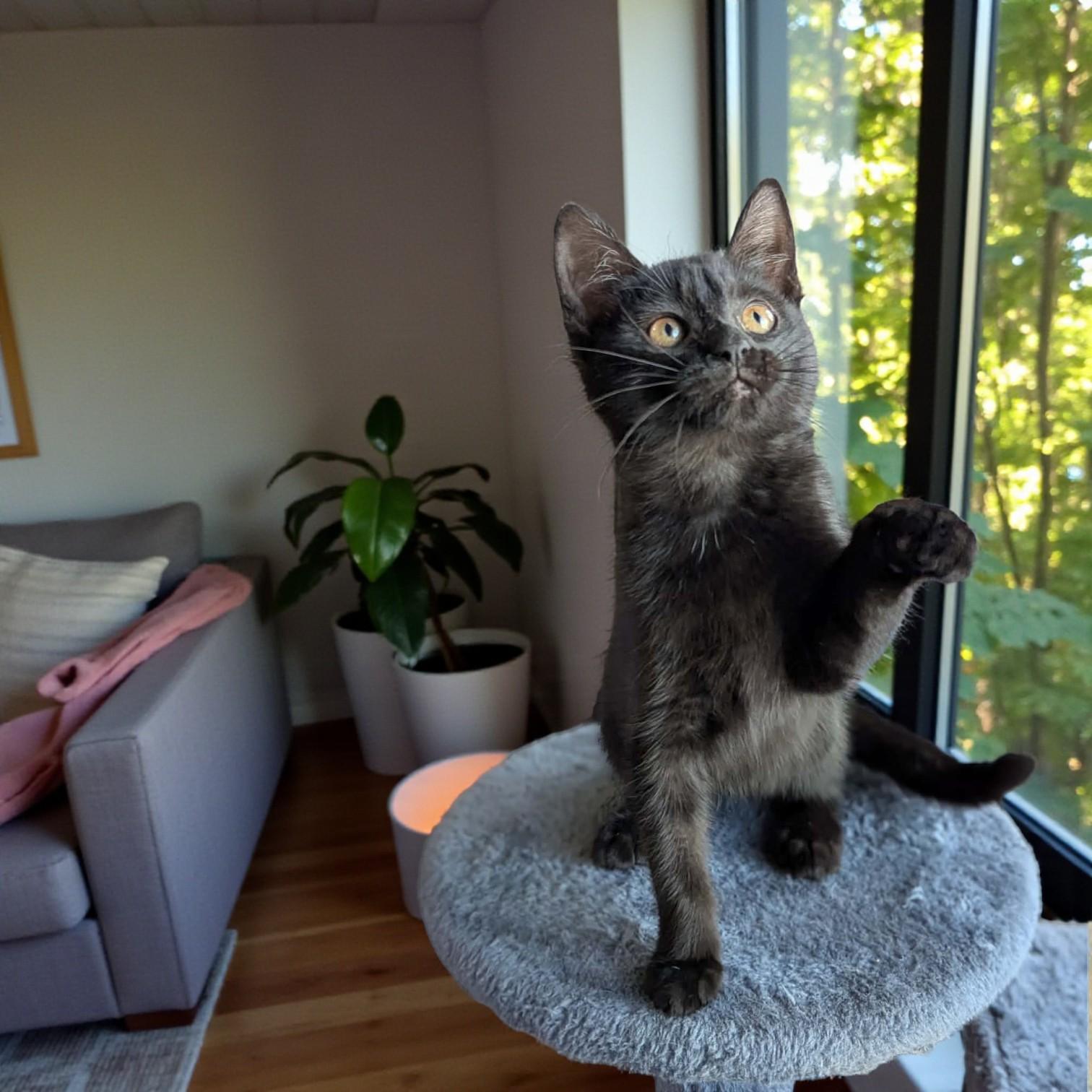 Enlarge Midnight, a Adoptable mixed breed in Des Moines, IA image 3/6