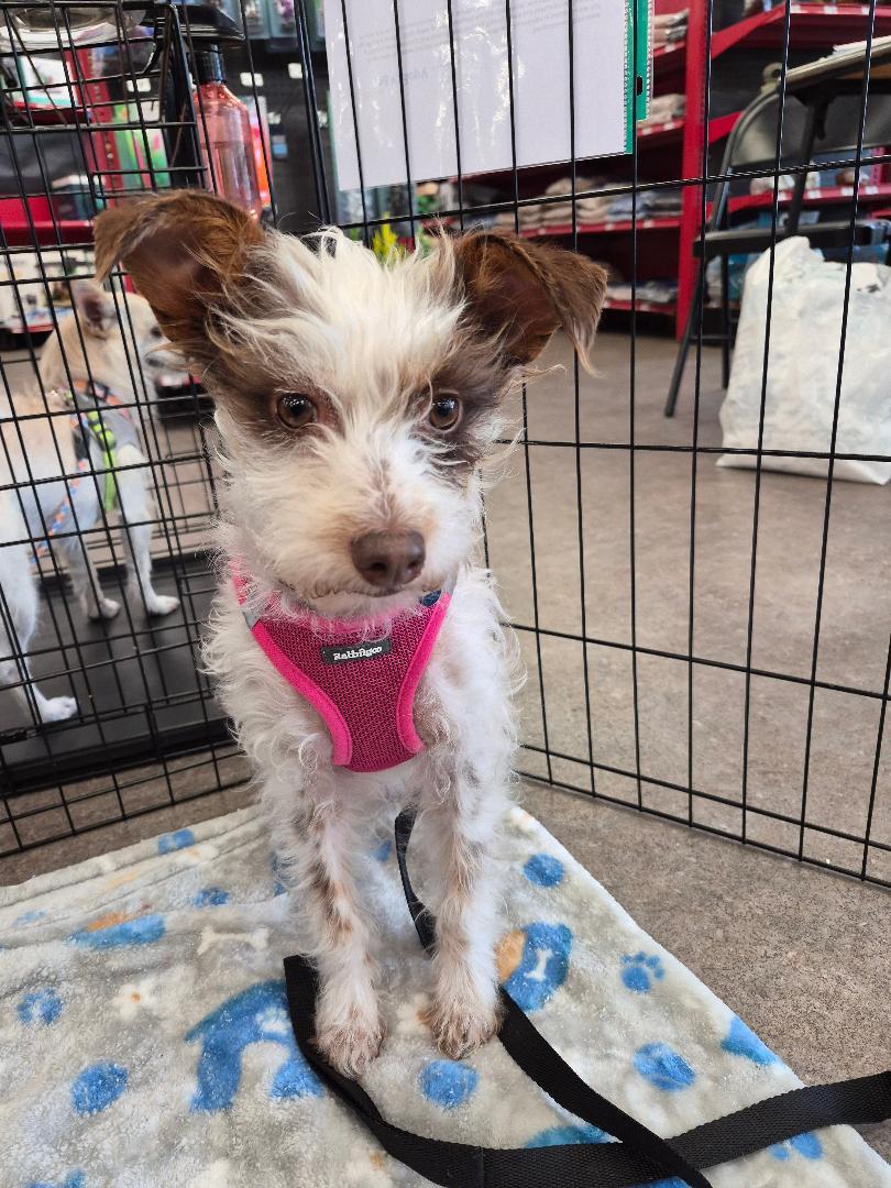 Pixie, an adopted Terrier in Studio City, CA image 4/5