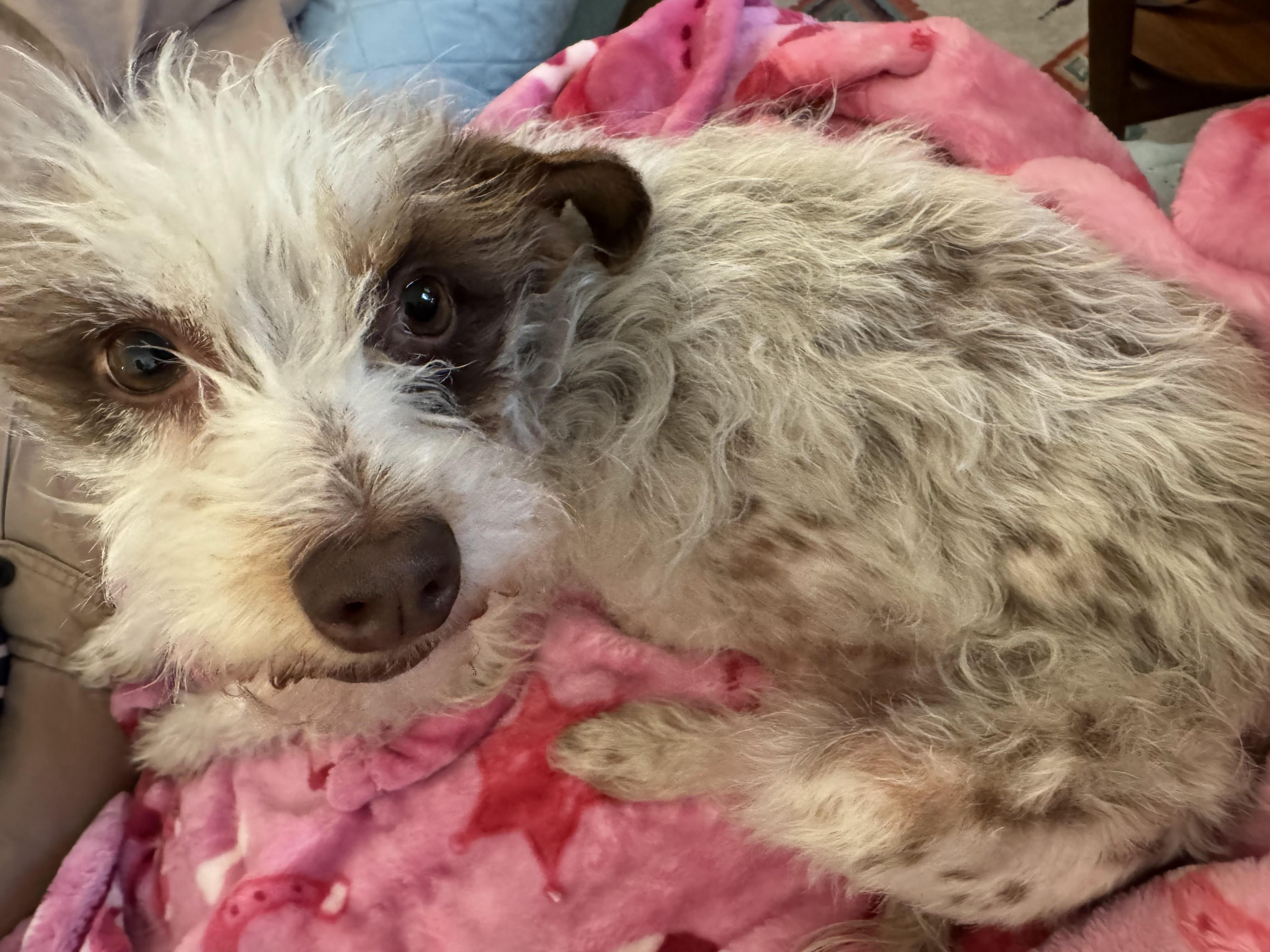 Pixie, an adopted Terrier in Studio City, CA image 3/5