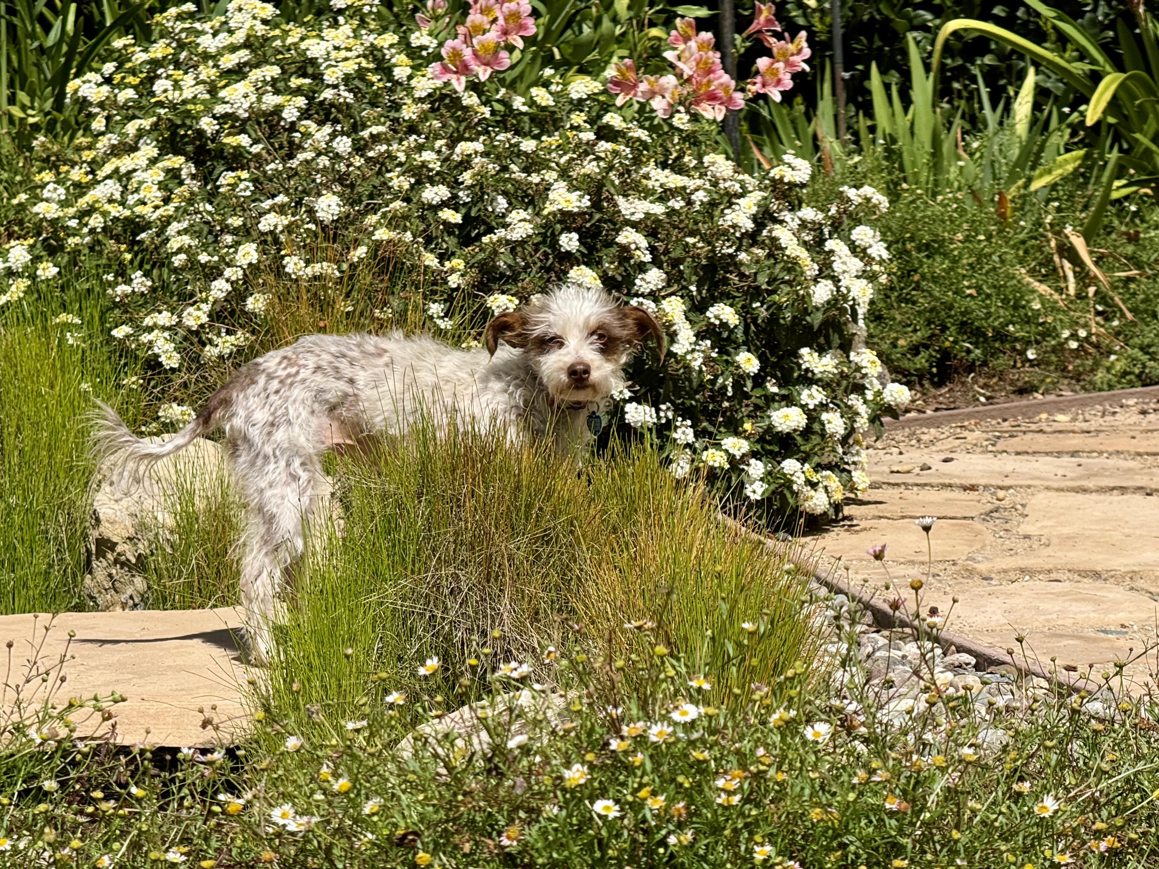 Pixie, an adopted Terrier in Studio City, CA image 5/5