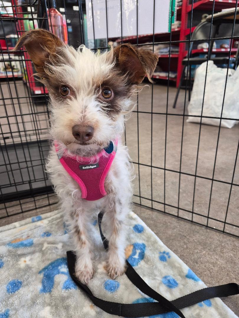 Pixie, an adopted Terrier in Studio City, CA image 1/5