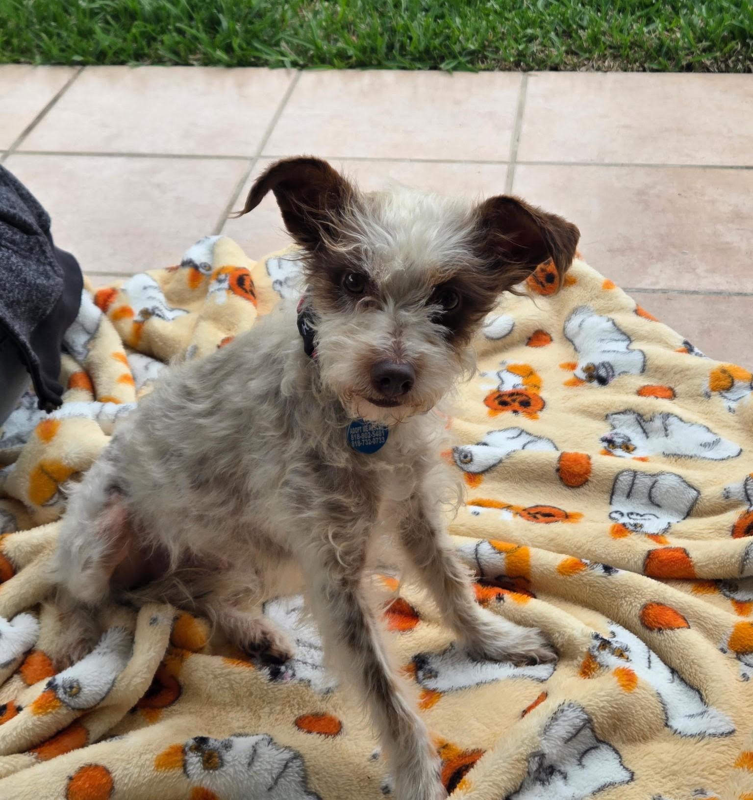 Pixie, an adopted Terrier in Studio City, CA image 2/5
