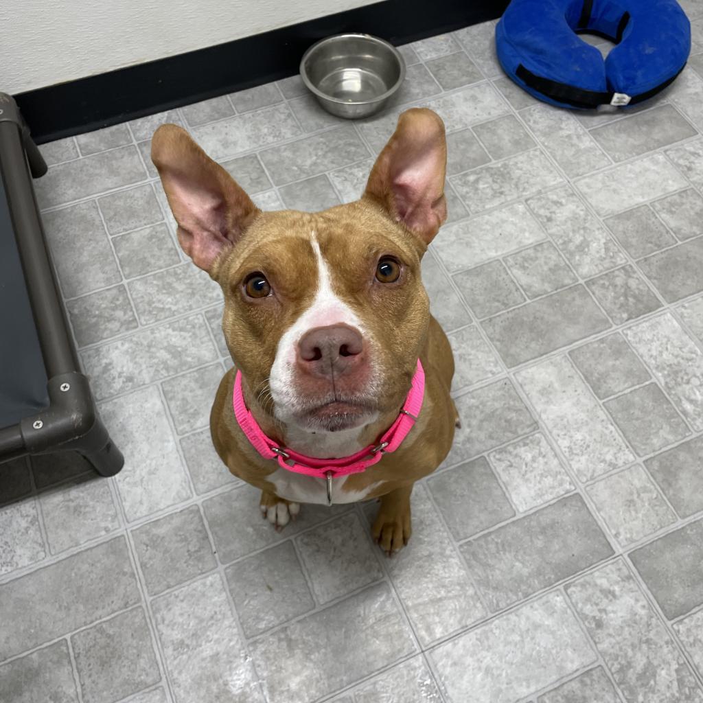 Cranberry — thumbnail 3