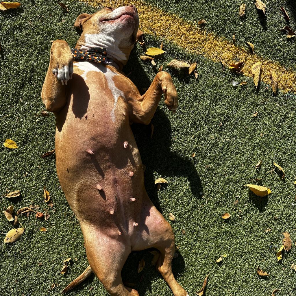 Cranberry — thumbnail 4