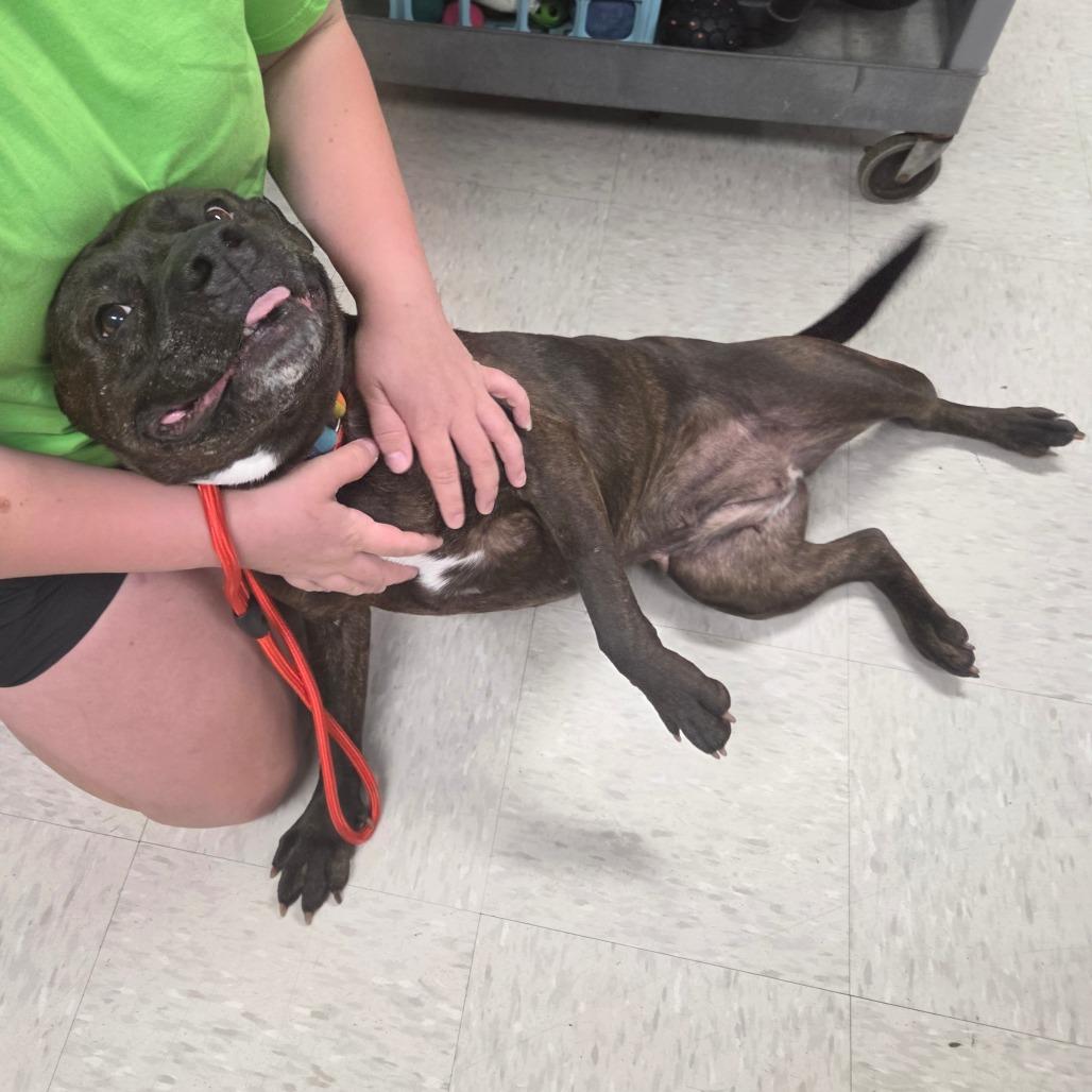 Annie, Adoptable, Adult Female Mixed Breed & Mixed Breed.