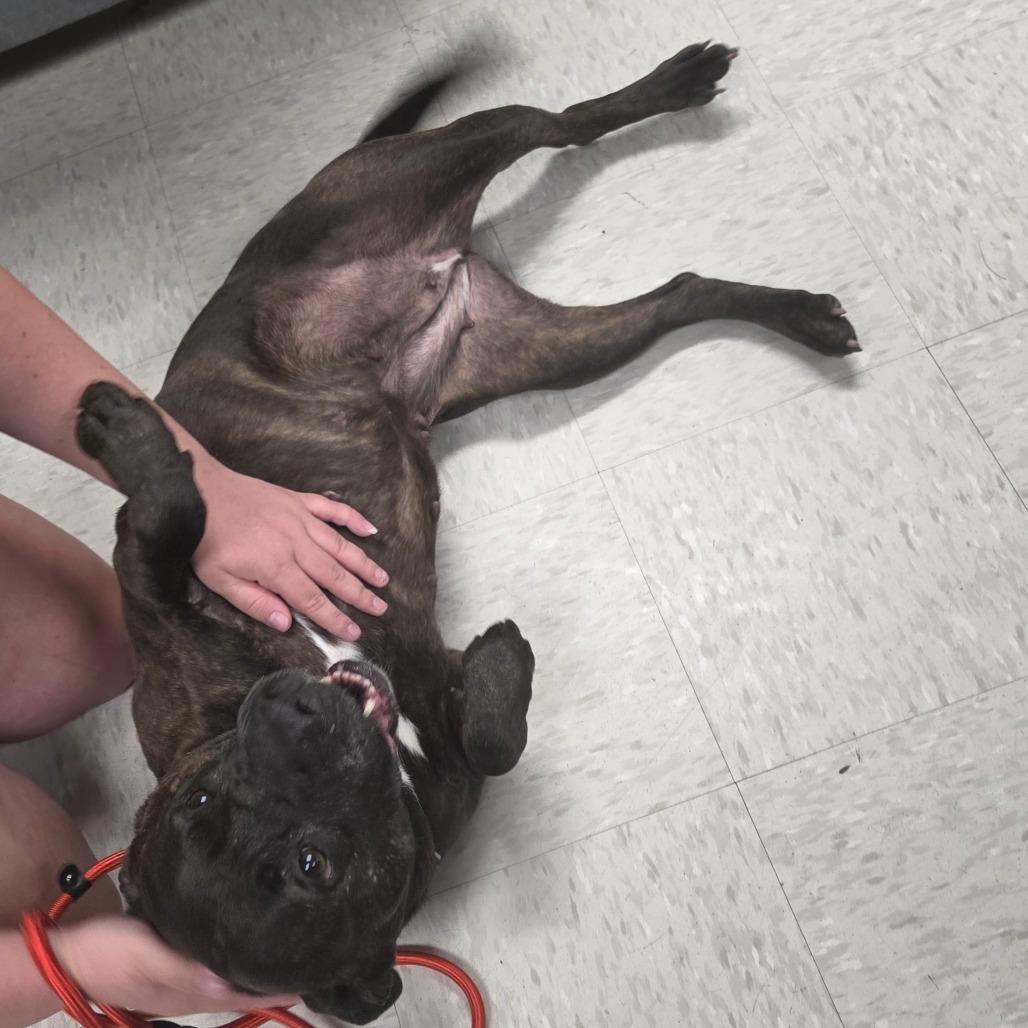 Annie, a Adoptable mixed breed in Binghamton, NY image 3/6