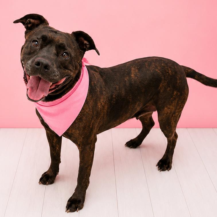 Annie, a Adoptable mixed breed in Binghamton, NY image 4/6