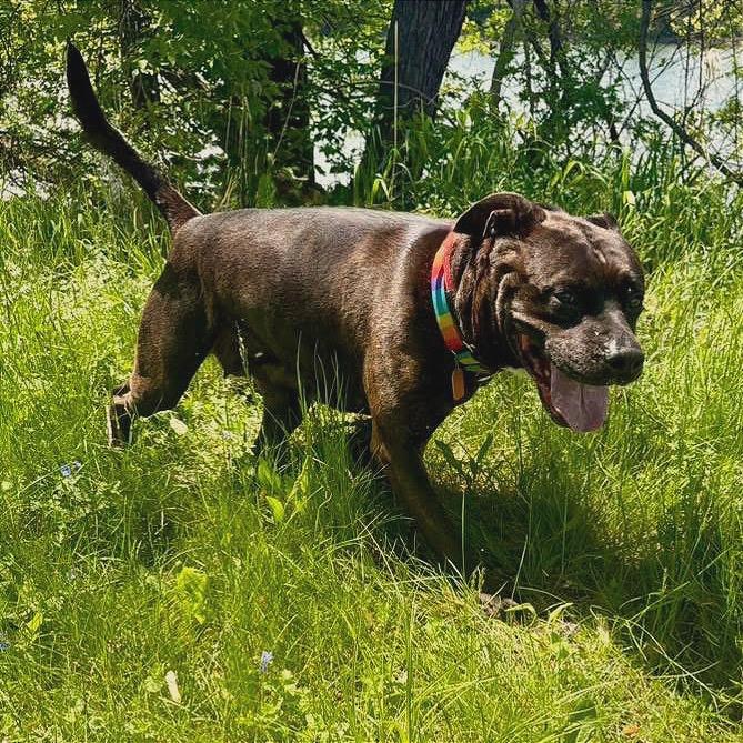 Annie, a Adoptable mixed breed in Binghamton, NY image 5/6
