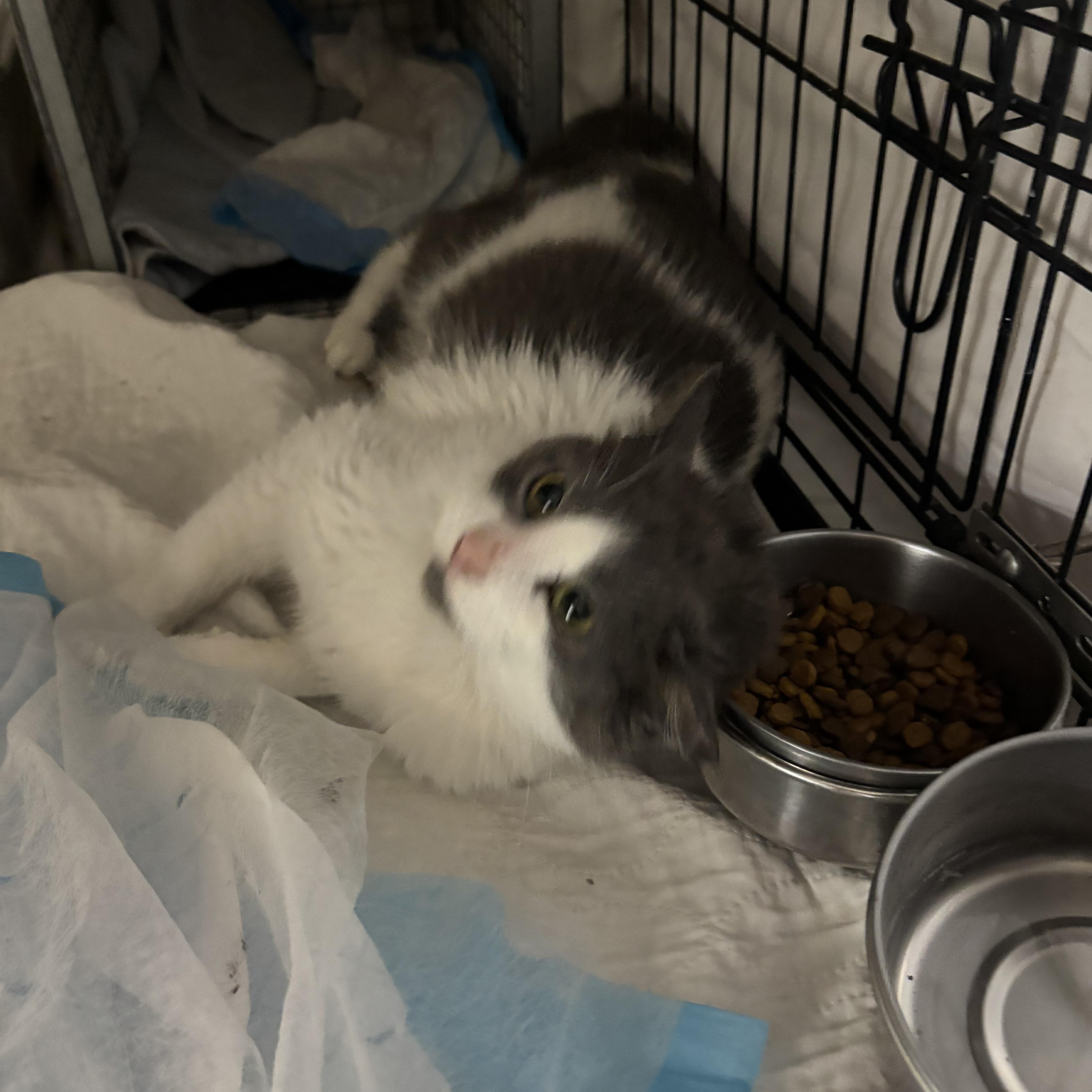 Enlarge Jules, an adopted Domestic Short Hair in Pittsburgh, PA image 3/4