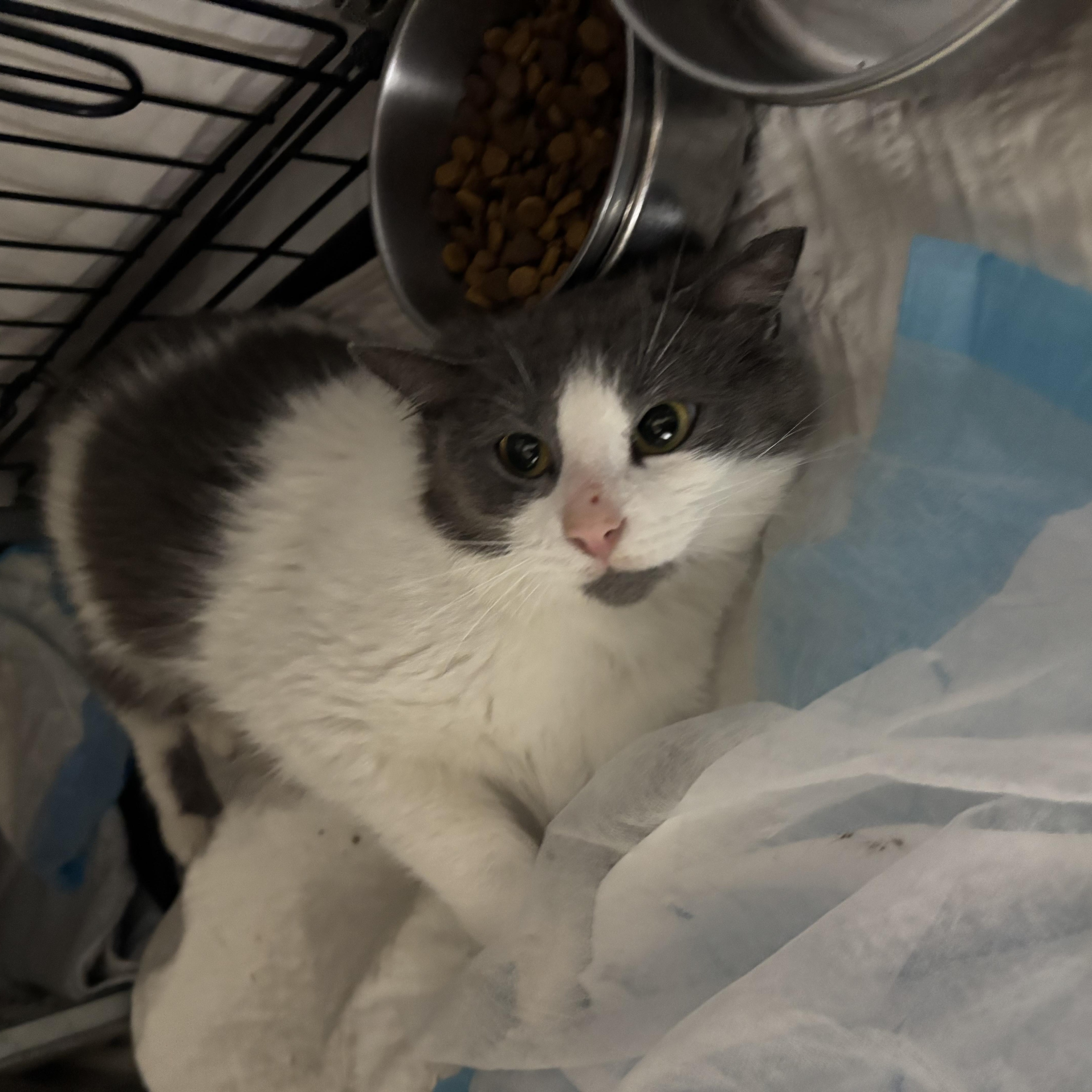 Enlarge Jules, an adopted Domestic Short Hair in Pittsburgh, PA image 1/4