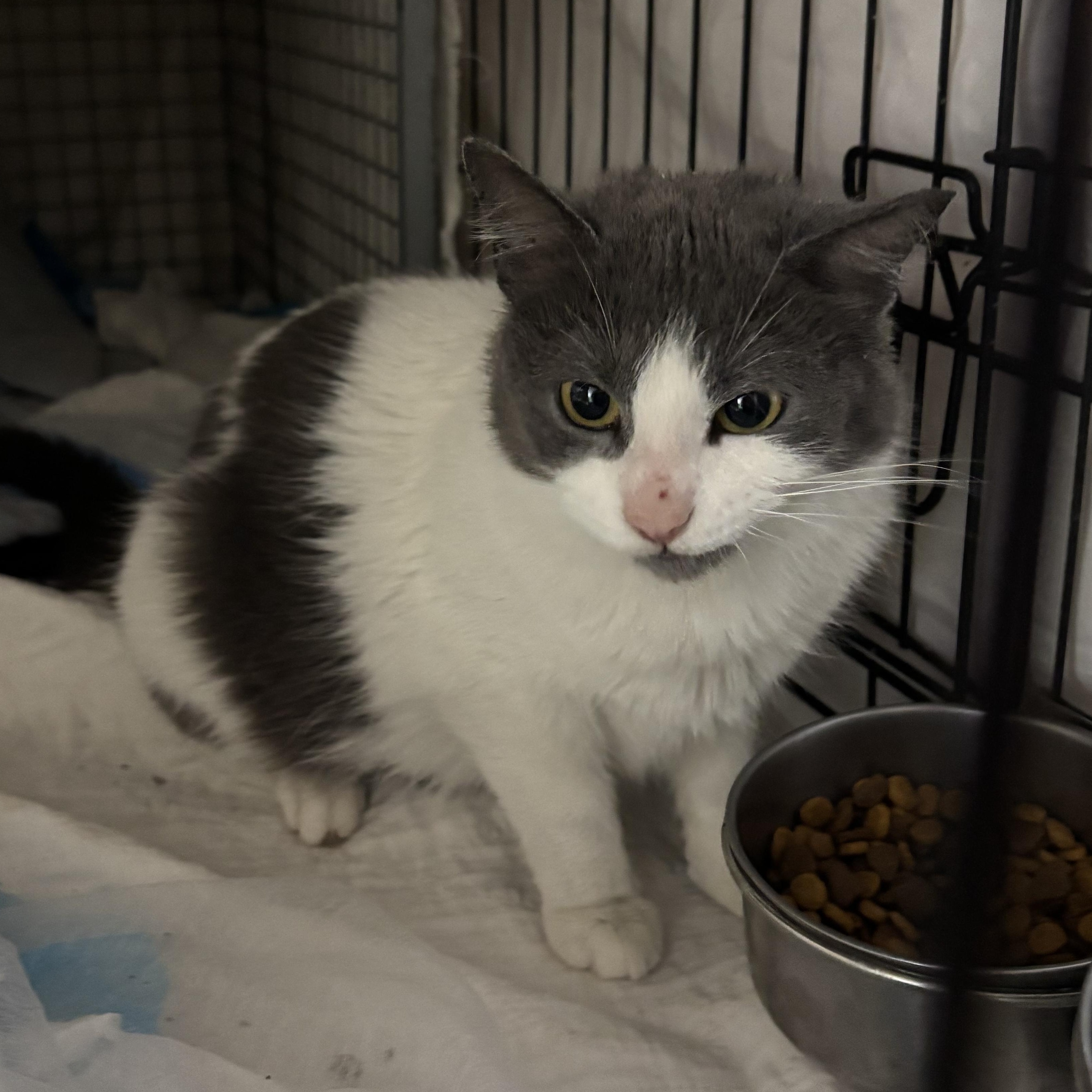 Enlarge Jules, an adopted Domestic Short Hair in Pittsburgh, PA image 2/4