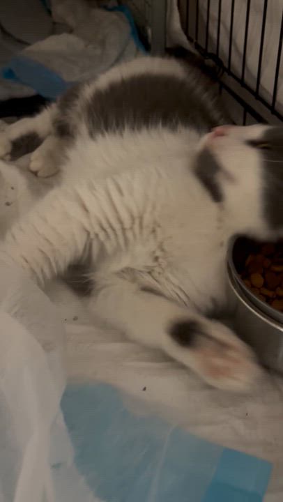 Enlarge Jules, an adopted Domestic Short Hair in Pittsburgh, PA video 4/4