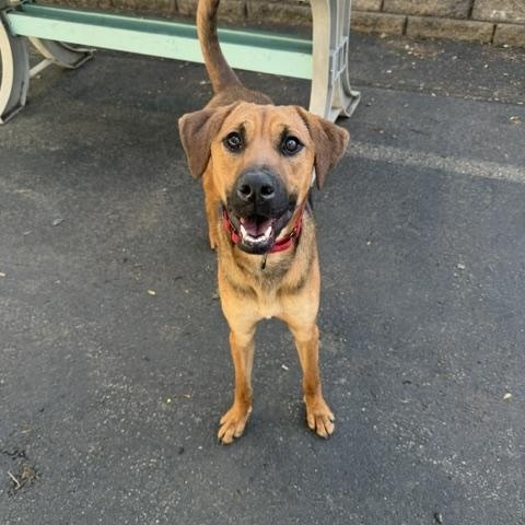 ROCKY, a Adoptable Mixed Breed in Cranston, RI image 1/5