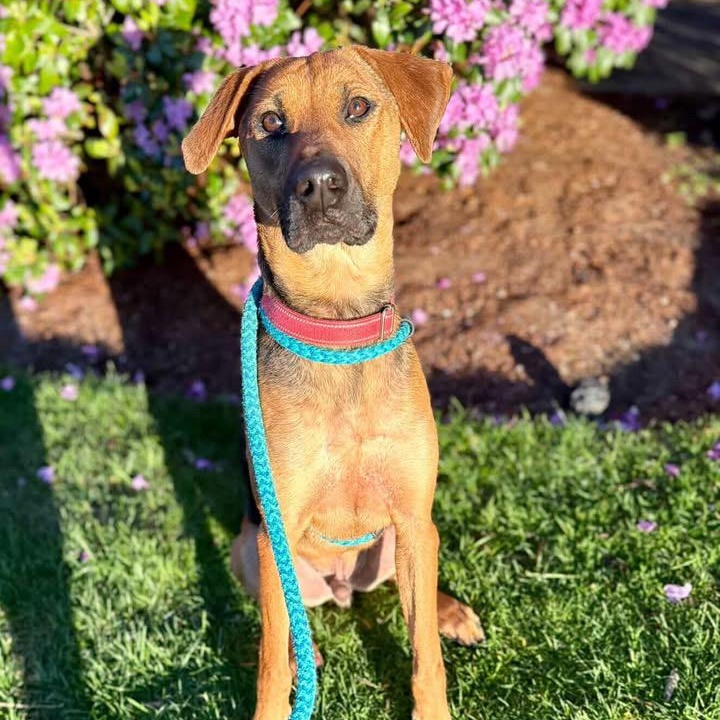 Enlarge ROCKY, a Adoptable Mixed Breed in Cranston, RI image 4/4