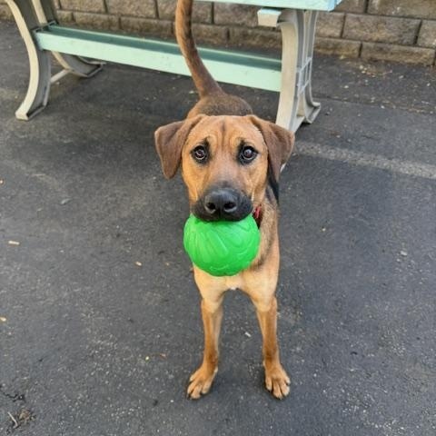 ROCKY, a Adoptable Mixed Breed in Cranston, RI image 2/5