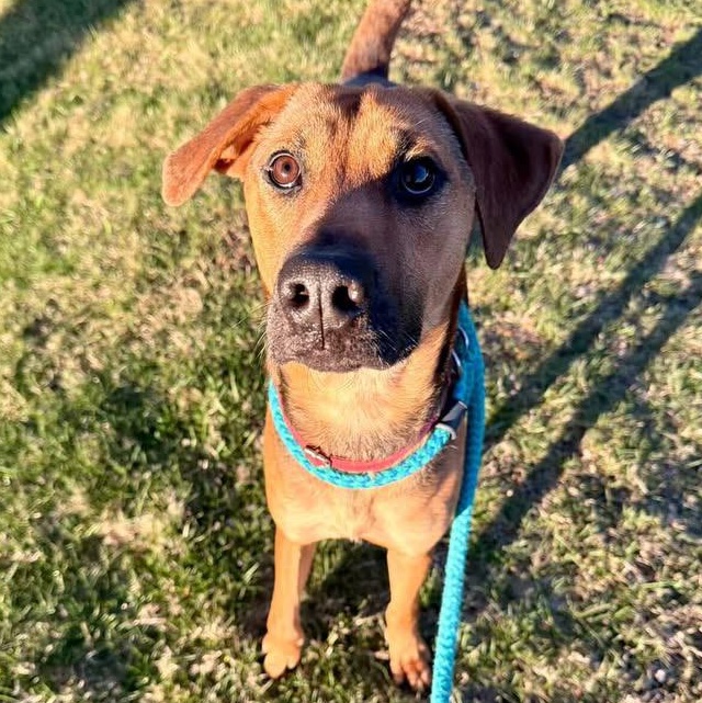 Enlarge ROCKY, a Adoptable Mixed Breed in Cranston, RI image 2/4