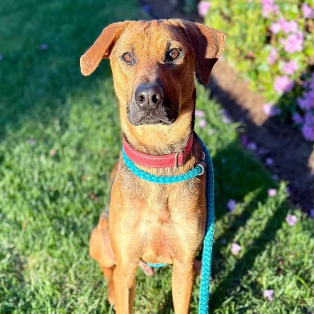 ROCKY, Adoptable, Young Male Mixed Breed.