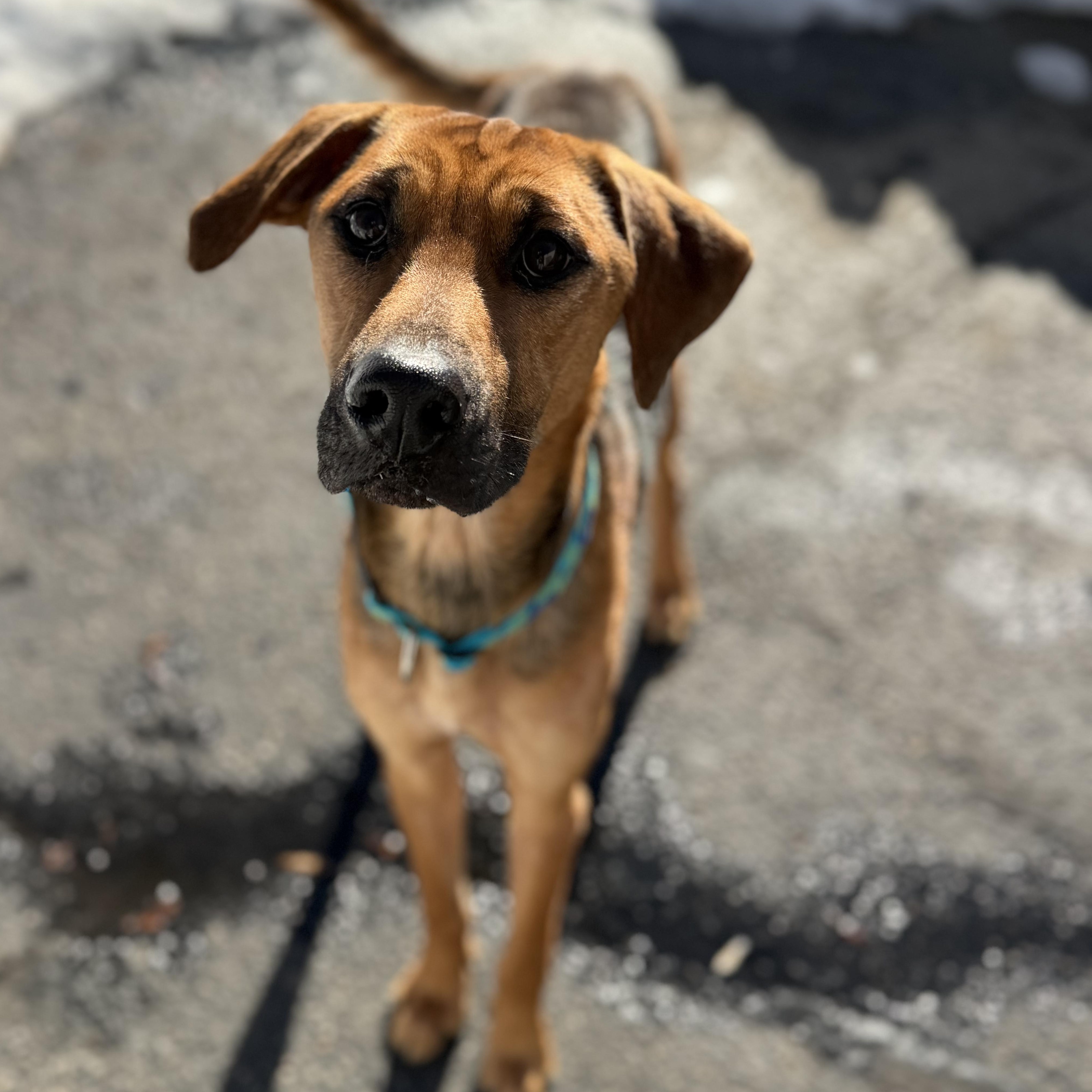 Enlarge ROCKY, a Adoptable Mixed Breed in Cranston, RI image 3/4