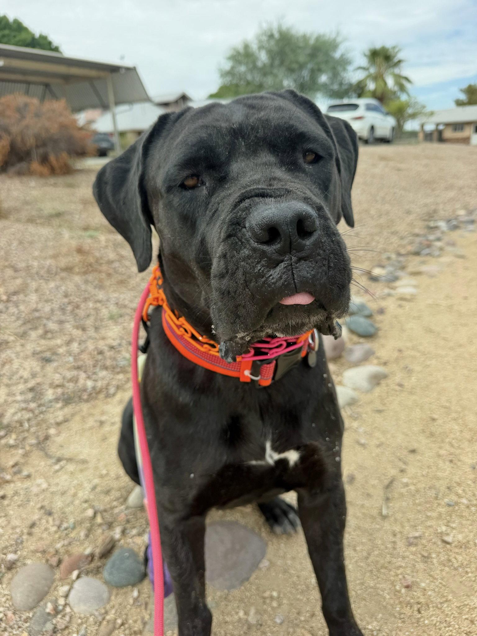 Beauty, Adoptable, Young Female Cane Corso.